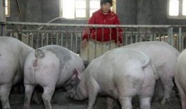 猪价最新爆料图片高清,高清爆料揭示市场新动态